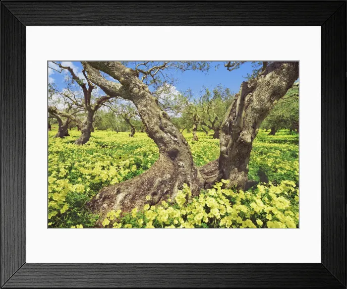 Framed Print : Olive grove with Bermuda buttercups - Greece, Crete, Lasithi, Zakros Framed Print : Olive grove with Bermuda buttercups - Greece, Crete, Lasithi, Zakros