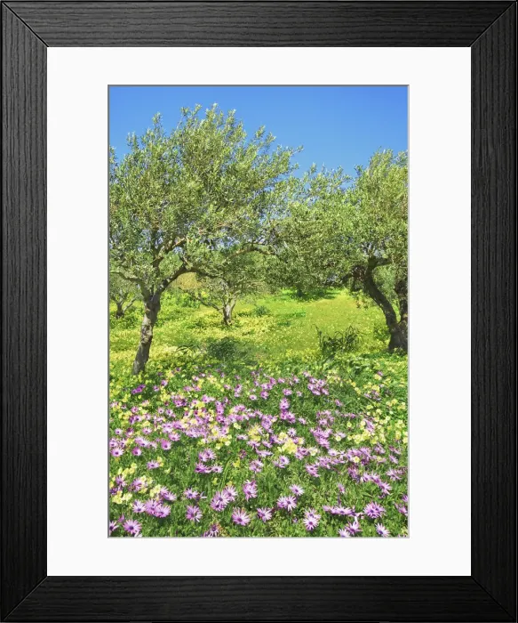 Framed Print : Olive grove with osteospermums and Bermuda buttercups - Greece, Crete, Lasithi, Zakros Framed Print : Olive grove with osteospermums and Bermuda buttercups - Greece, Crete, Lasithi, Zakros