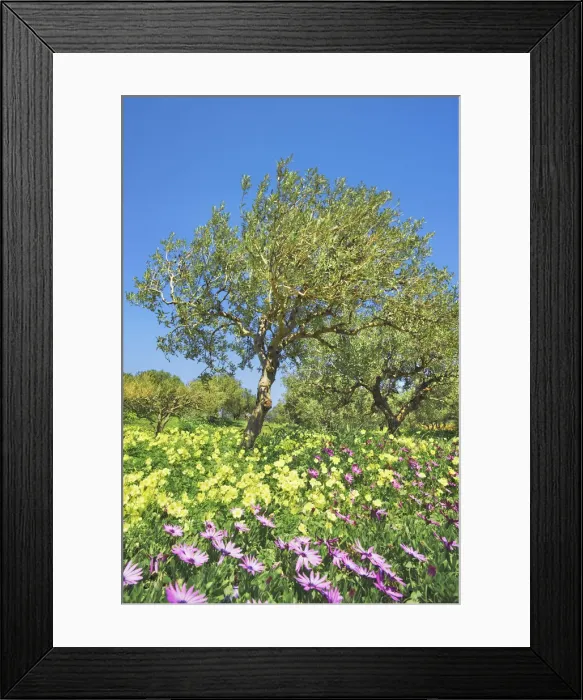 Framed Print : Olive grove with osteospermums and Bermuda buttercups - Greece, Crete, Lasithi, Zakros Framed Print : Olive grove with osteospermums and Bermuda buttercups - Greece, Crete, Lasithi, Zakros