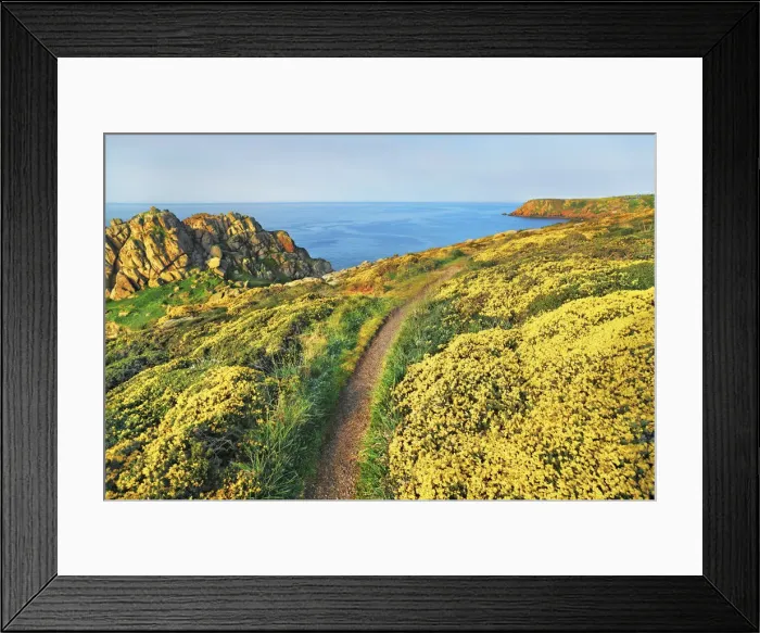 Framed Print : Cliff landscape at Pednvounder Beach with broom - United Kingdom, England, Cornwall Framed Print : Cliff landscape at Pednvounder Beach with broom - United Kingdom, England, Cornwall