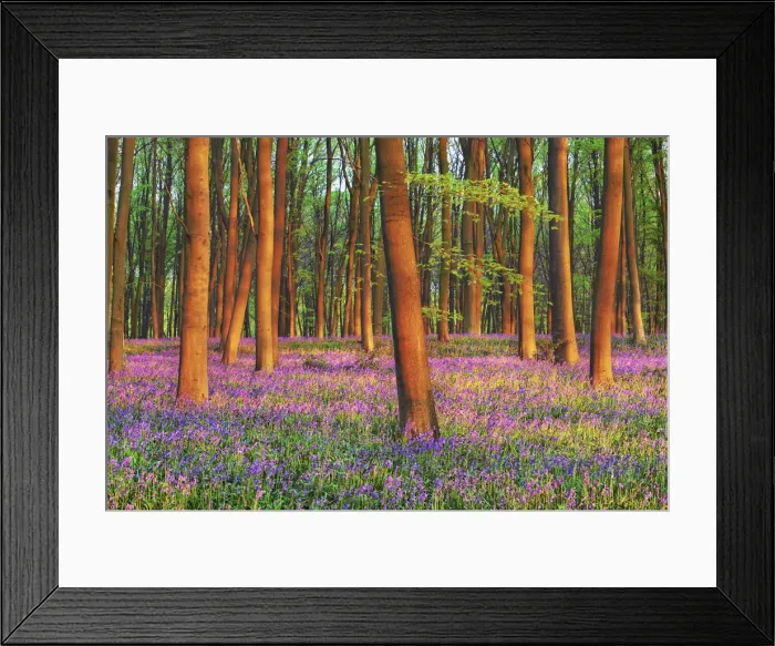 Framed Print : Beech forest with bluebells - United Kingdom, England, Hampshire, Winchester, Micheldever Framed Print : Beech forest with bluebells - United Kingdom, England, Hampshire, Winchester, Micheldever