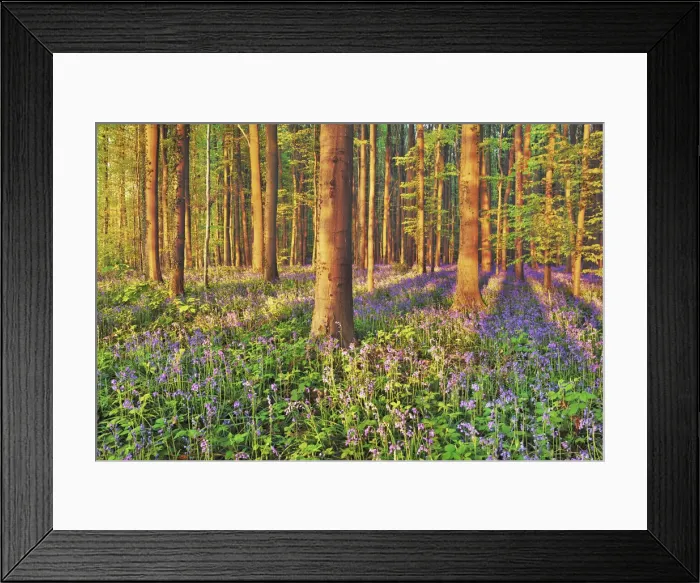 Framed Print : Beech forest with bluebells - Belgium, Flanders, Halle, Hallerbos Framed Print : Beech forest with bluebells - Belgium, Flanders, Halle, Hallerbos