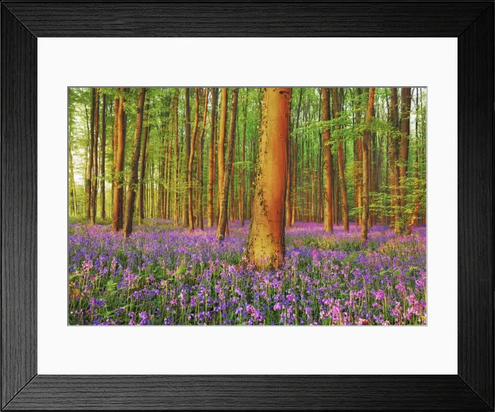 Framed Print : Beech forest with bluebells - Belgium, Flanders, Halle, Hallerbos Framed Print : Beech forest with bluebells - Belgium, Flanders, Halle, Hallerbos