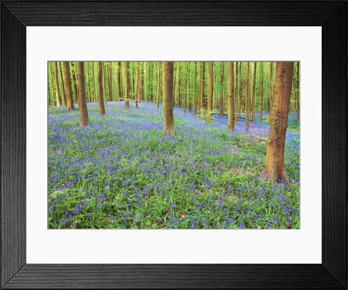 Framed Print : Beech forest with bluebells - Belgium, Flanders, Halle, Hallerbos Framed Print : Beech forest with bluebells - Belgium, Flanders, Halle, Hallerbos