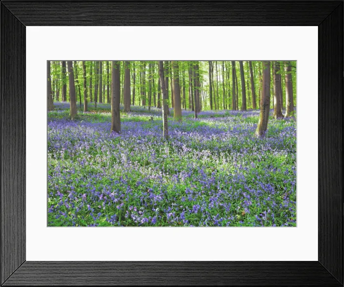 Framed Print : Beech forest with bluebells - Belgium, Flanders, Halle, Hallerbos Framed Print : Beech forest with bluebells - Belgium, Flanders, Halle, Hallerbos