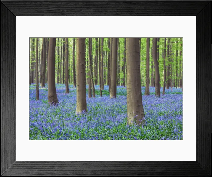 Framed Print : Beech forest with bluebells - Belgium, Flanders, Halle, Hallerbos Framed Print : Beech forest with bluebells - Belgium, Flanders, Halle, Hallerbos