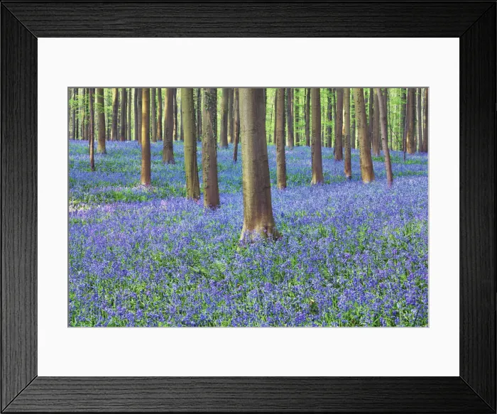 Framed Print : Beech forest with bluebells - Belgium, Flanders, Halle, Hallerbos Framed Print : Beech forest with bluebells - Belgium, Flanders, Halle, Hallerbos