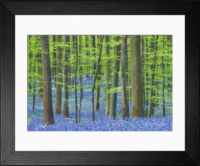 Framed Print : Beech forest with bluebells - Belgium, Flanders, Halle, Hallerbos