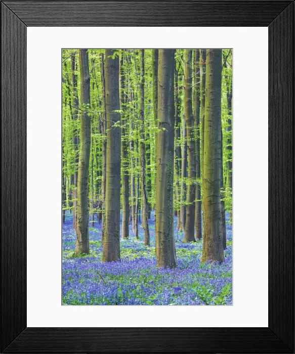 Framed Print : Beech forest with bluebells - Belgium, Flanders, Halle, Hallerbos Framed Print : Beech forest with bluebells - Belgium, Flanders, Halle, Hallerbos
