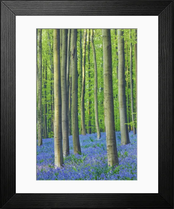 Framed Print : Beech forest with bluebells - Belgium, Flanders, Halle, Hallerbos