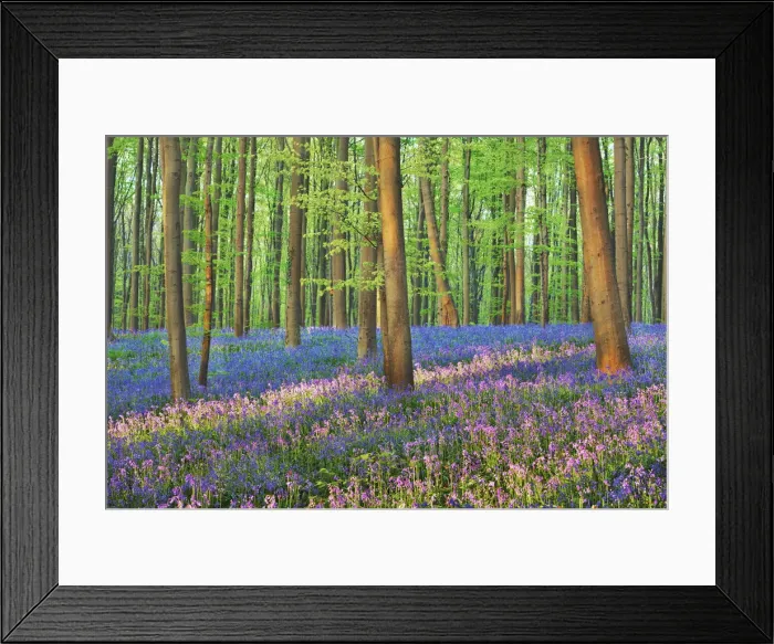 Framed Print : Beech forest with bluebells - Belgium, Flanders, Halle, Hallerbos