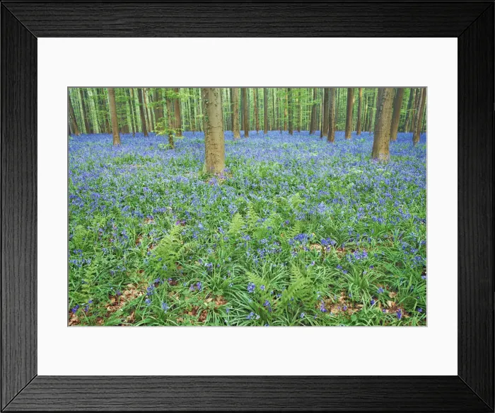 Framed Print : Beech forest with bluebells - Belgium, Flanders, Halle, Hallerbos