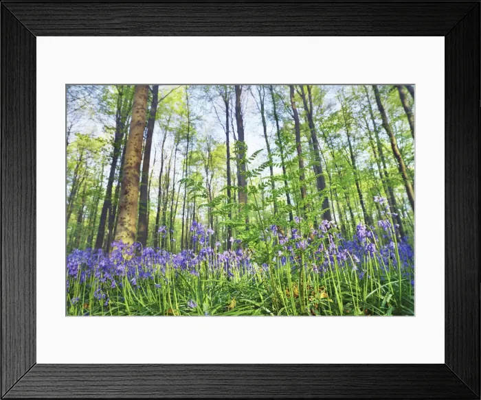 Framed Print : Beech forest with ferns and bluebells - Belgium, Flanders, Halle, Hallerbos