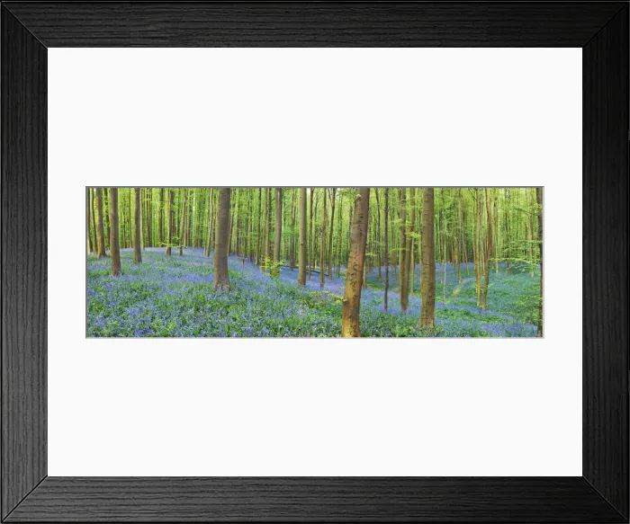 Framed Print : Beech forest with bluebells - Belgium, Flanders, Halle, Hallerbos Framed Print : Beech forest with bluebells - Belgium, Flanders, Halle, Hallerbos