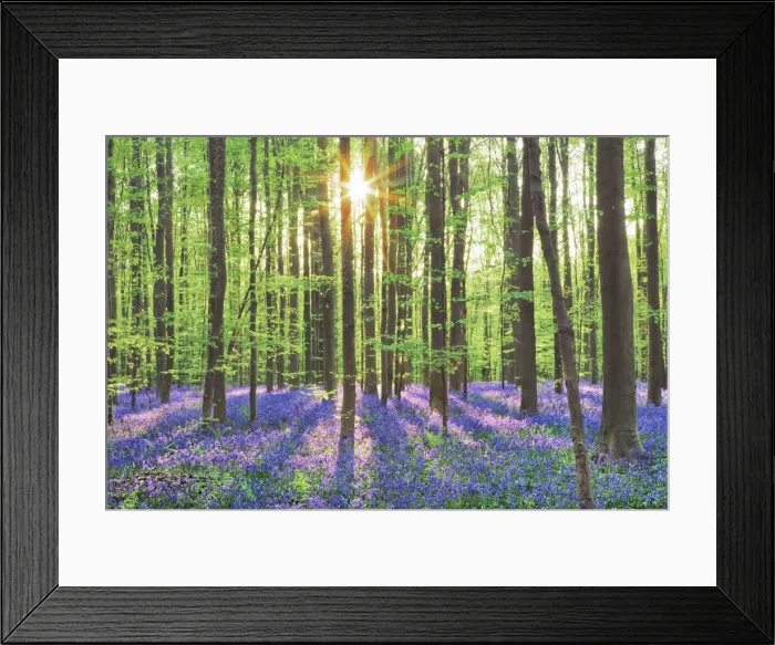 Framed Print : Beech forest with bluebells - Belgium, Flanders, Halle, Hallerbos Framed Print : Beech forest with bluebells - Belgium, Flanders, Halle, Hallerbos