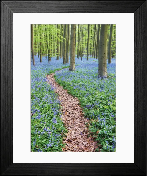 Framed Print : Hiking trail through beech forest with bluebells - Belgium, Flanders, Halle, Hallerbos Framed Print : Hiking trail through beech forest with bluebells - Belgium, Flanders, Halle, Hallerbos