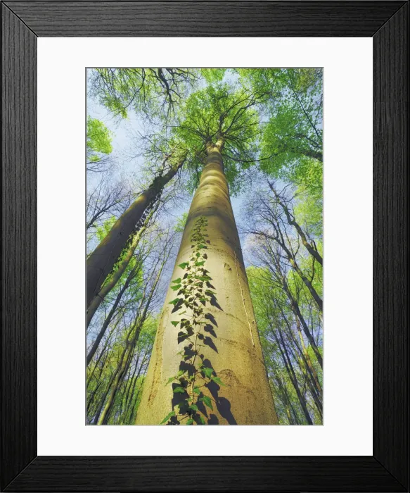 Framed Print : European beech with ivy - Belgium, Flanders, Halle, Hallerbos Framed Print : European beech with ivy - Belgium, Flanders, Halle, Hallerbos