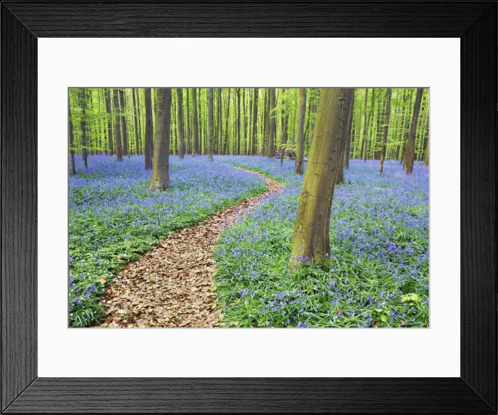 Framed Print : Hiking trail through beech forest with bluebells - Belgium, Flanders, Halle, Hallerbos Framed Print : Hiking trail through beech forest with bluebells - Belgium, Flanders, Halle, Hallerbos
