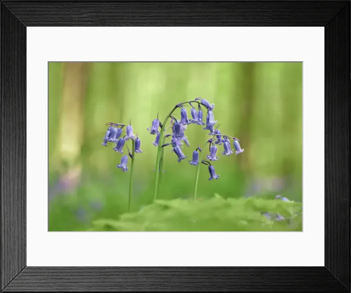 Framed Print : Common bluebell - Belgium, Flanders, Halle, Hallerbos Framed Print : Common bluebell - Belgium, Flanders, Halle, Hallerbos