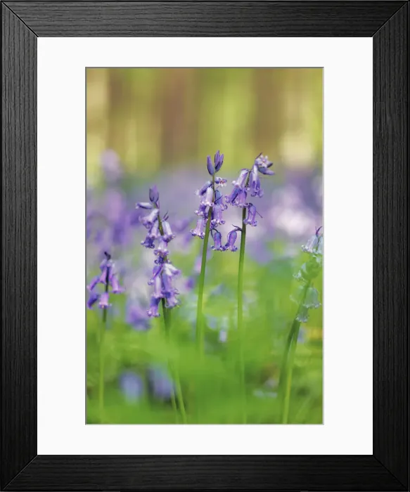 Framed Print : Common bluebell - Belgium, Flanders, Halle, Hallerbos Framed Print : Common bluebell - Belgium, Flanders, Halle, Hallerbos