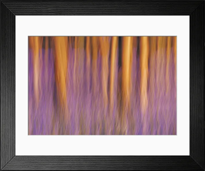 Framed Print : Beech forest with bluebells blurred - Belgium, Flanders, Halle, Hallerbos Framed Print : Beech forest with bluebells blurred - Belgium, Flanders, Halle, Hallerbos