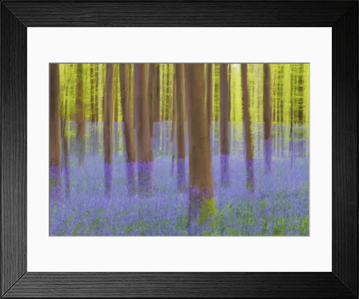 Framed Print : Beech forest with bluebells blurred - Belgium, Flanders, Halle, Hallerbos Framed Print : Beech forest with bluebells blurred - Belgium, Flanders, Halle, Hallerbos