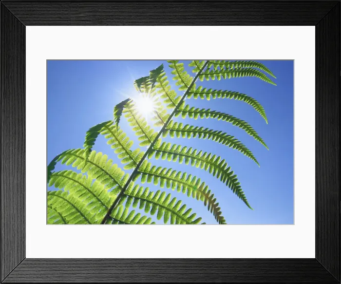 Framed Print : Fern and sun - United Kingdom, England, Cornwall, Saint Just, Porth Nanven Framed Print : Fern and sun - United Kingdom, England, Cornwall, Saint Just, Porth Nanven