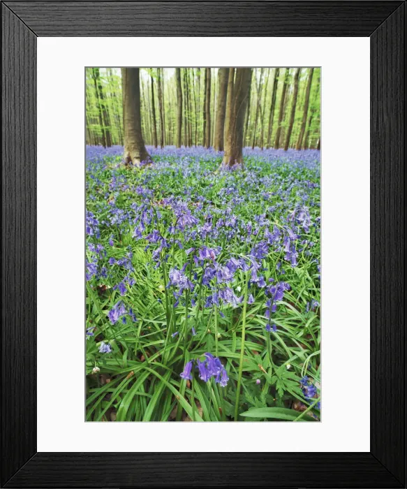 Framed Print : Common bluebell in beech forest - Belgium, Flanders, Halle, Hallerbos Framed Print : Common bluebell in beech forest - Belgium, Flanders, Halle, Hallerbos