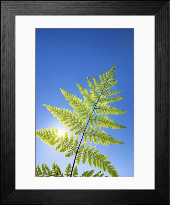 Framed Print : Fern and sun - Germany, Bavaria, Upper Bavaria, Munich, Straszlach, Groszdingharting