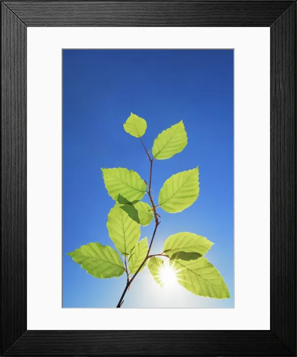 Framed Print : European beech branch with sun - Germany, Bavaria, Upper Bavaria, Munich, Straszlach, Groszdingharting Framed Print : European beech branch with sun - Germany, Bavaria, Upper Bavaria, Munich, Straszlach, Groszdingharting