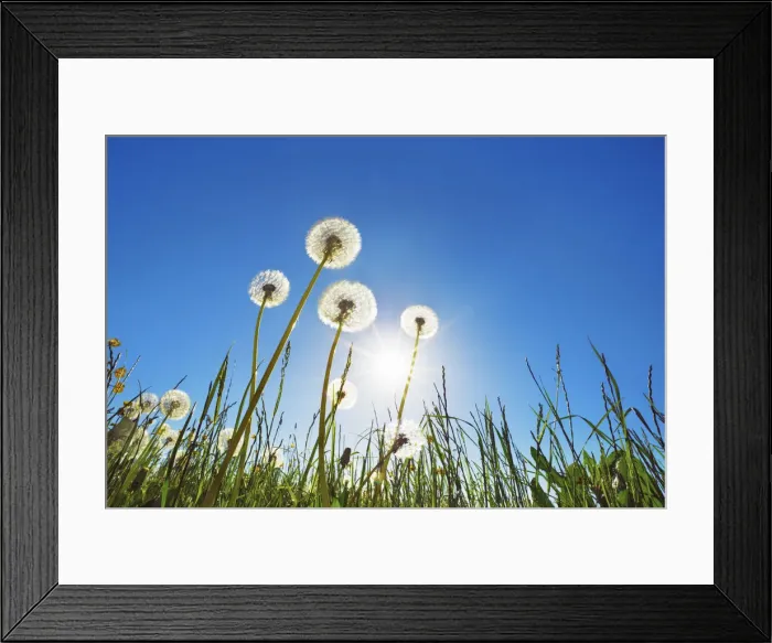 Framed Print : Dandelion blowball and sun - Germany, Bavaria, Upper Bavaria, Munich, Straszlach, Groszdingharting Framed Print : Dandelion blowball and sun - Germany, Bavaria, Upper Bavaria, Munich, Straszlach, Groszdingharting