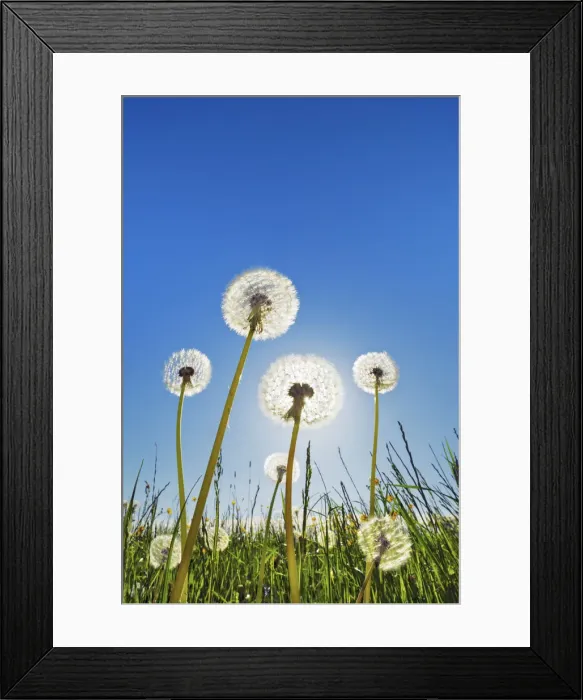 Framed Print : Dandelion blowball and sun - Germany, Bavaria, Upper Bavaria, Munich, Straszlach, Groszdingharting