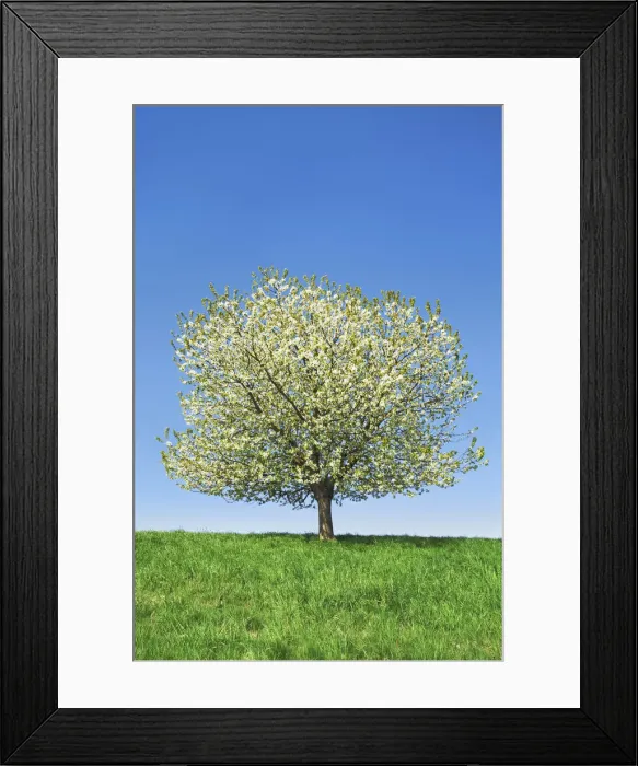 Framed Print : Cherry in bloom - Germany, Bavaria, Upper Bavaria, Freising, Allershausen Framed Print : Cherry in bloom - Germany, Bavaria, Upper Bavaria, Freising, Allershausen