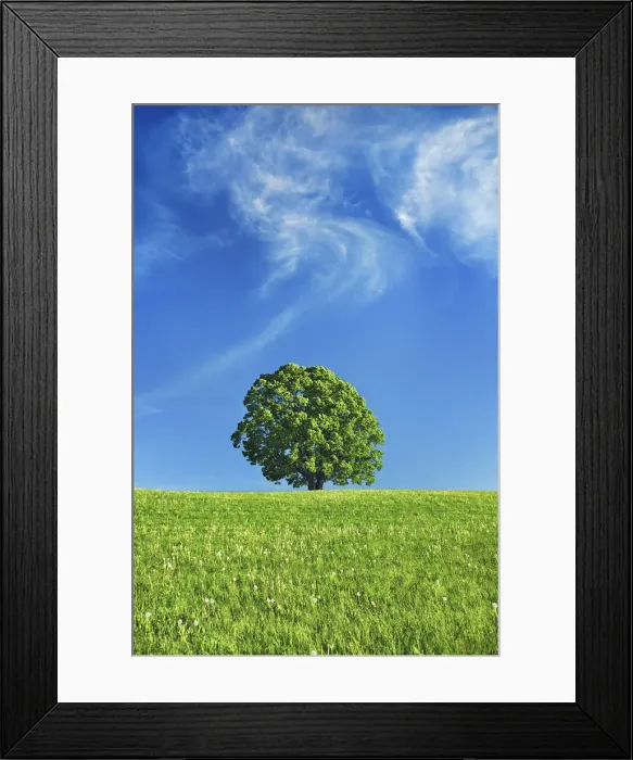 Framed Print : Lime tree - Austria, Salzburg, Salzburg, Eugendorf Framed Print : Lime tree - Austria, Salzburg, Salzburg, Eugendorf