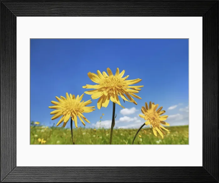 Framed Print : Meadow salsify - Austria, Salzburg, Salzburg, Eugendorf Framed Print : Meadow salsify - Austria, Salzburg, Salzburg, Eugendorf