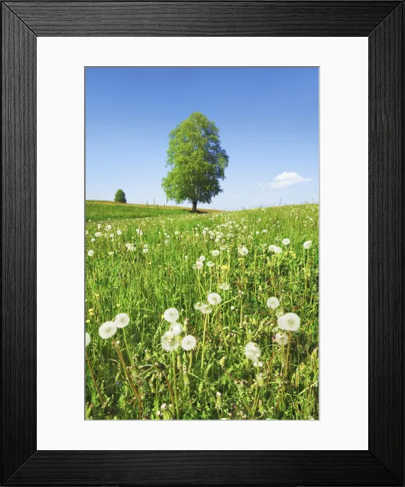 Framed Print : Silver birch and dandelion clocks - Austria, Salzburg, Salzburg, Kostendorf Framed Print : Silver birch and dandelion clocks - Austria, Salzburg, Salzburg, Kostendorf