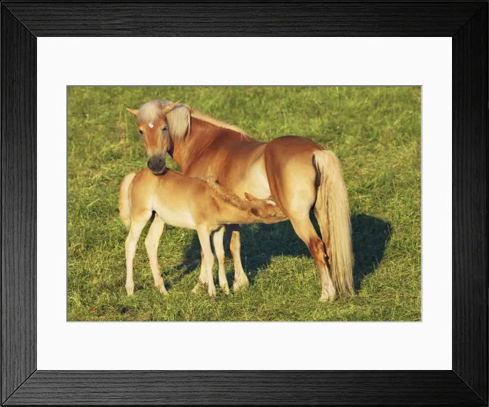 Framed Print : Horse mother and suckling foal - Austria, Carinthia, Klagenfurt, Ferlach