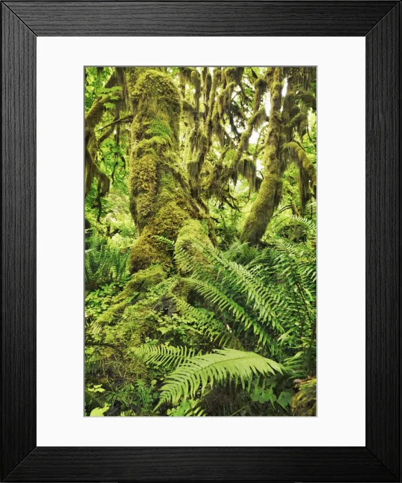 Framed Print : Temperate rainforest with moss covered maples - USA, Washington, Jefferson Framed Print : Temperate rainforest with moss covered maples - USA, Washington, Jefferson