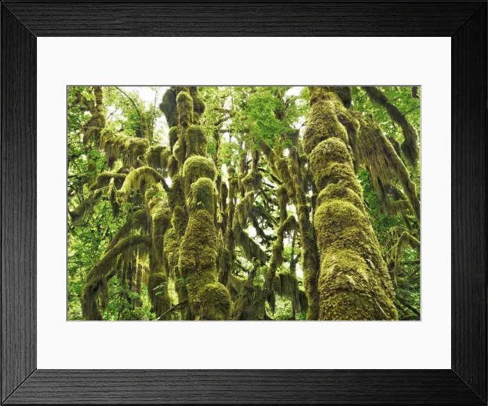 Framed Print : Temperate rainforest with moss covered maples - USA, Washington, Jefferson Framed Print : Temperate rainforest with moss covered maples - USA, Washington, Jefferson