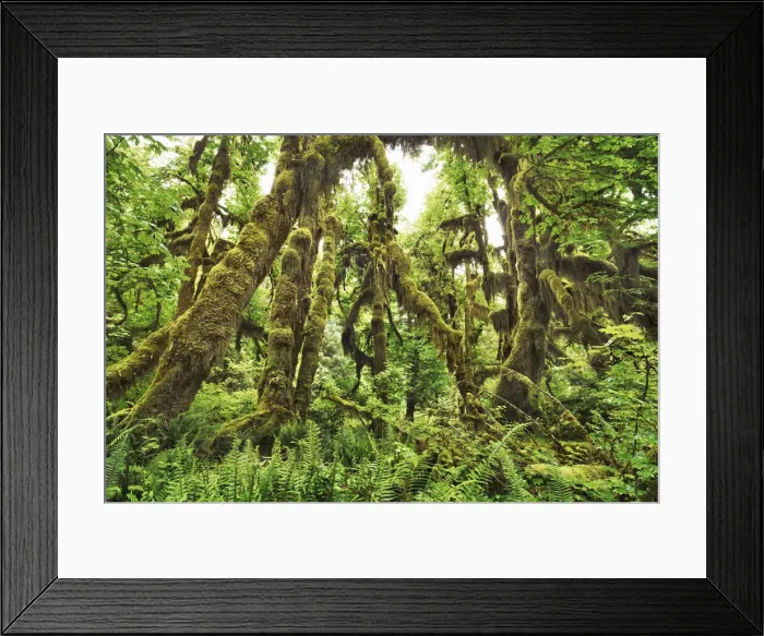 Framed Print : Temperate rainforest with moss covered maples - USA, Washington, Jefferson