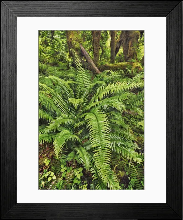 Framed Print : Temperate rainforest with moss covered maples - USA, Washington, Jefferson Framed Print : Temperate rainforest with moss covered maples - USA, Washington, Jefferson