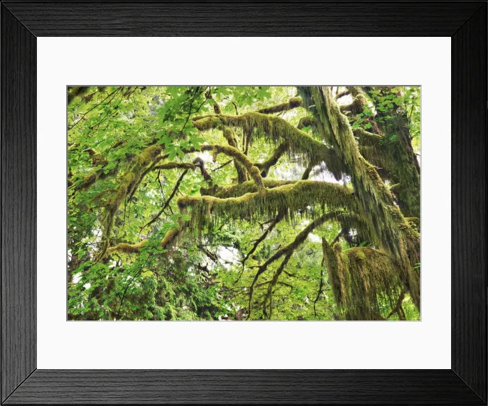 Framed Print : Bigleaf maple moss covered - USA, Washington, Jefferson, Olympic National Park