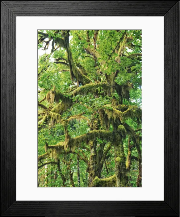 Framed Print : Bigleaf maple moss covered - USA, Washington, Jefferson, Olympic National Park Framed Print : Bigleaf maple moss covered - USA, Washington, Jefferson, Olympic National Park