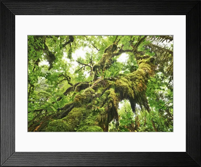 Framed Print : Bigleaf maple moss covered - USA, Washington, Jefferson, Olympic National Park
