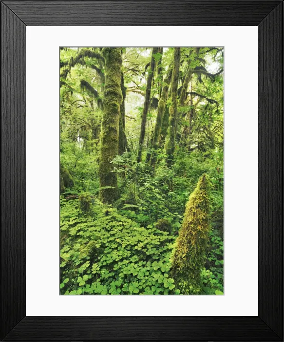 Framed Print : Temperate rainforest with moss covered maples - USA, Washington, Jefferson
