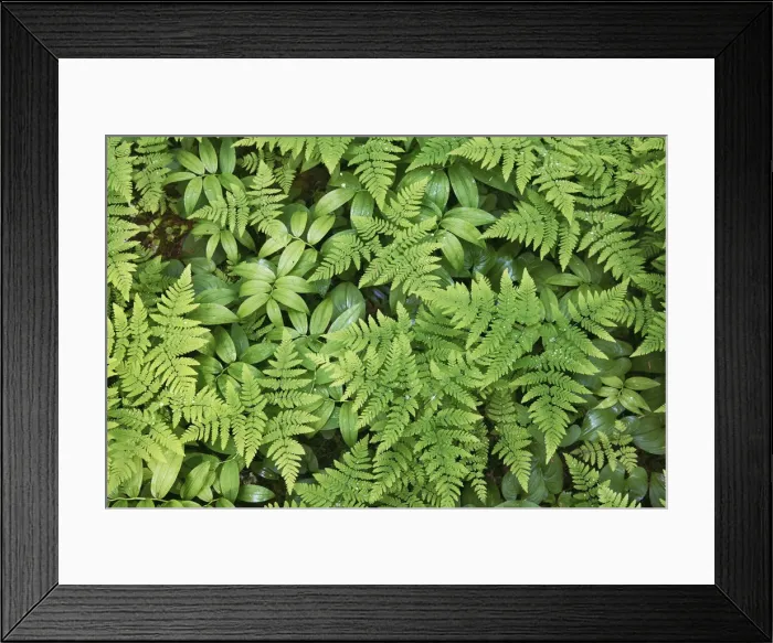 Framed Print : Fern in rainforest - USA, Washington, Clallam, Olympic National Park Framed Print : Fern in rainforest - USA, Washington, Clallam, Olympic National Park