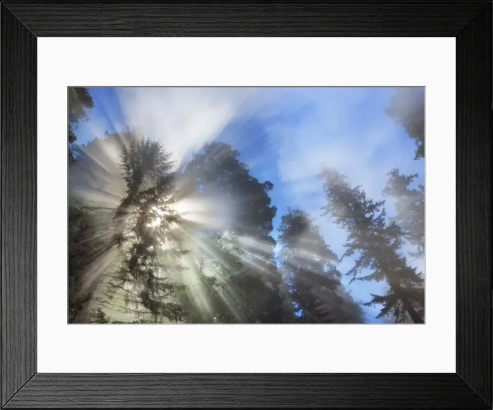 Framed Print : Coast redwood forest in fog - USA, California, Humboldt, Redwood National Park Framed Print : Coast redwood forest in fog - USA, California, Humboldt, Redwood National Park