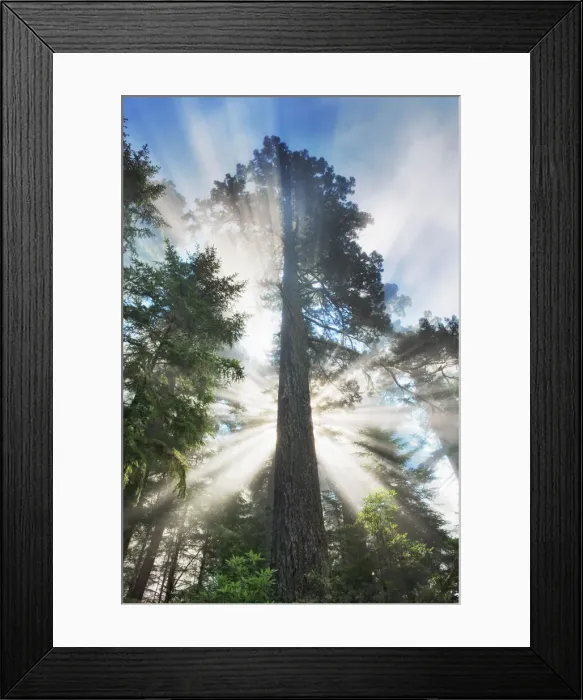 Framed Print : Coast redwood forest in fog - USA, California, Humboldt, Redwood National Park Framed Print : Coast redwood forest in fog - USA, California, Humboldt, Redwood National Park