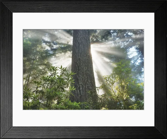 Framed Print : Coast redwood forest in fog - USA, California, Humboldt, Redwood National Park Framed Print : Coast redwood forest in fog - USA, California, Humboldt, Redwood National Park
