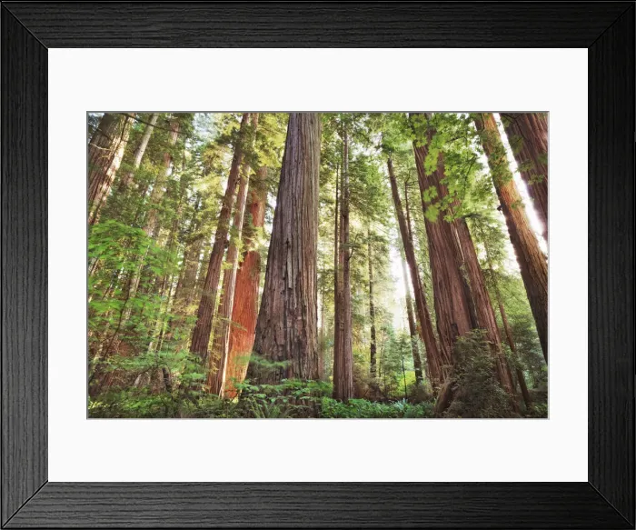 Framed Print : Coast redwood forest - USA, California, Del Norte, Jedediah Smith Redwoods State Park Framed Print : Coast redwood forest - USA, California, Del Norte, Jedediah Smith Redwoods State Park